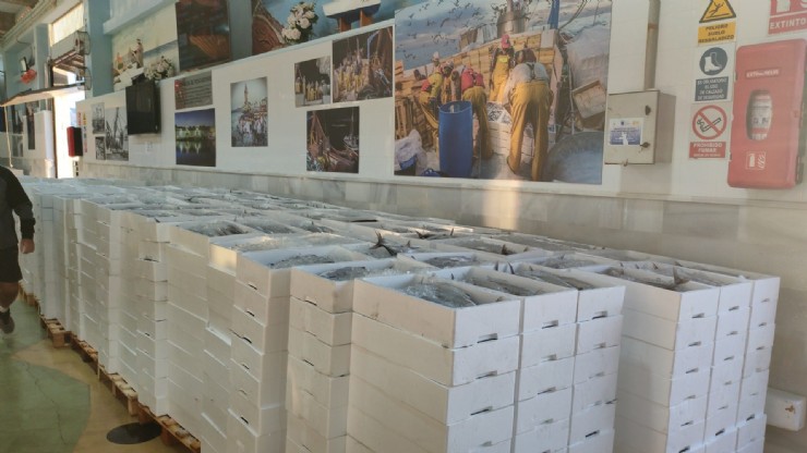 Más de 20.000 kilos de bonito inundan la lonja de Puerto de Mazarrón