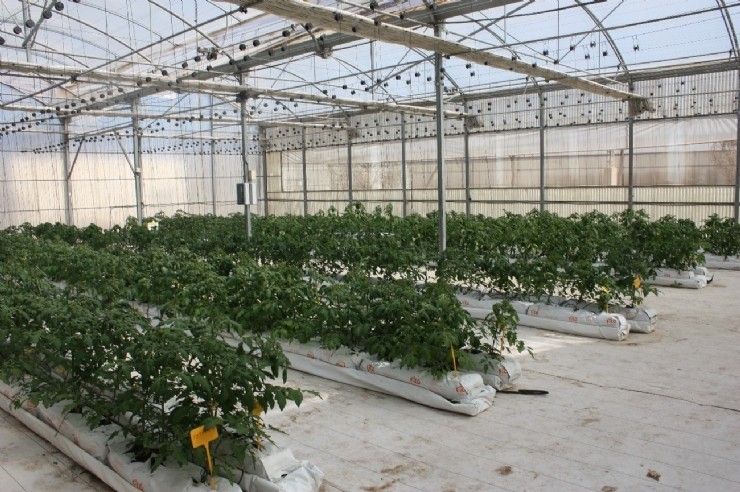 Agricultura analiza el comportamiento de diversos tipos de tomate en cultivo hidropónico sobre fibra de coco en invernadero 