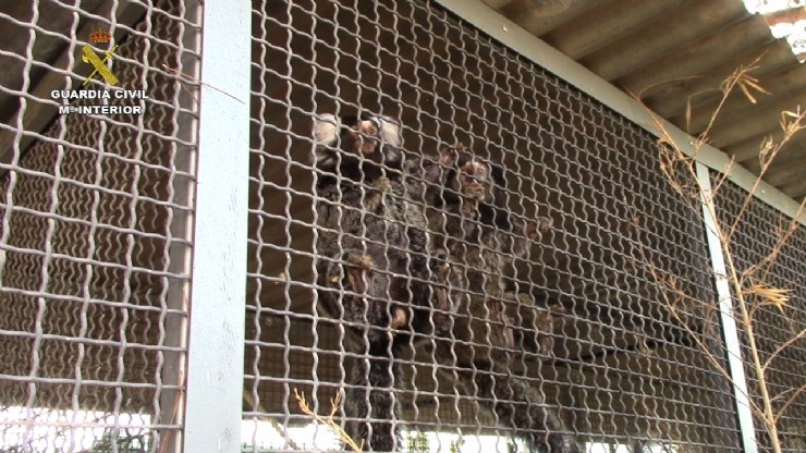 La Guardia Civil interviene 25 primates en una operación contra el tráfico ilegal de especies protegidas 