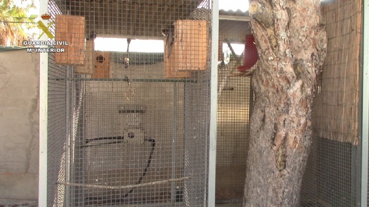 La Guardia Civil interviene 25 primates en una operación contra el tráfico ilegal de especies protegidas 