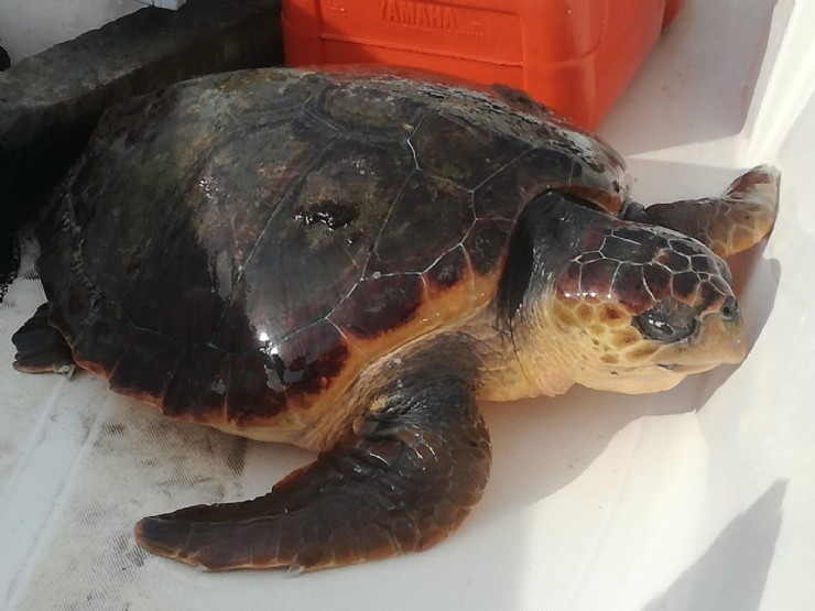 Una tortuga rescatada en aguas de Mazarrón es devuelta al mar