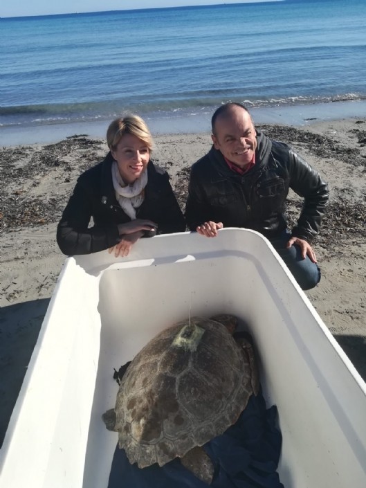 Una tortuga rescatada en aguas de Mazarrón es devuelta al mar