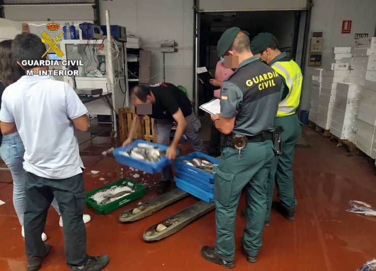La Guardia Civil sorprende a un vecino de Cartagena con más de 50 kilos de doradas capturadas ilícitamente
