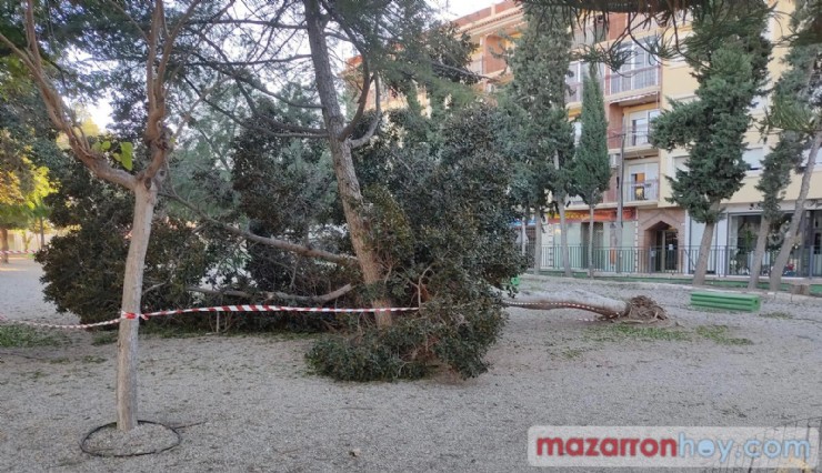 El fuerte viento provoca la caída de árboles y ramas en varias localizaciones del municipio