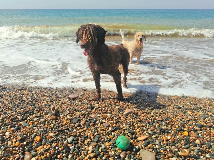La playa canina de Mazarrón elegida como una de las diez mejores playas para disfrutar con tu mascota