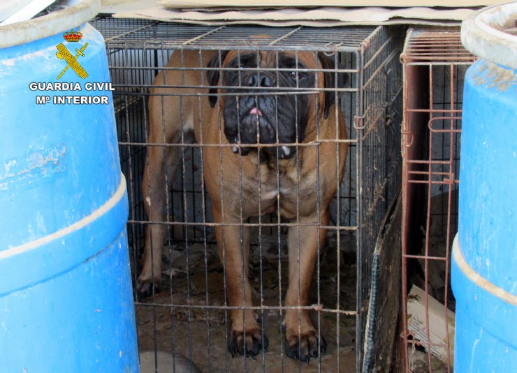 Investigan al propietario de un criadero de perros de Mazarrón por delito de maltrato animal