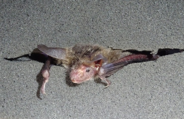 ANSE detecta nuevas especies de murciélagos en la Región de Murcia