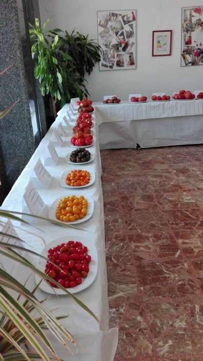 La Comunidad muestra a los agricultores los valores de variedades autóctonas de tomate frente a las comerciales