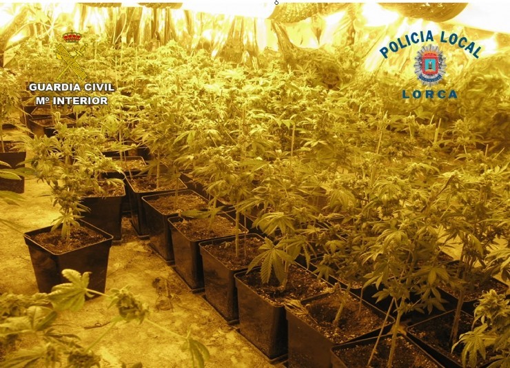 GUARDIA CIVIL y POLICÍA LOCAL desmantelan un invernadero de marihuana en Morata.