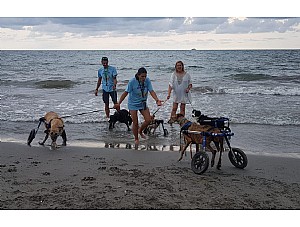 La organización 'Bichos Raros' visita la playa canina