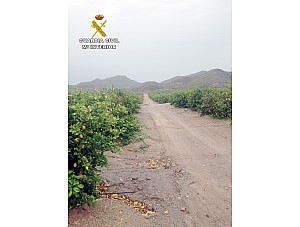 La Guardia Civil esclarece estafas en el sector agrícola de Mazarrón