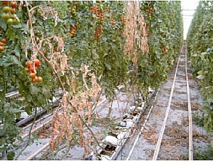 Agricultura analiza los resultados de los ensayos realizados en invernaderos de tomate y pepino en Mazarrón para la desinfección de suelos