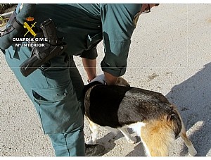 investigan a dos cazadores por disparar a tres perros en Mazarrón