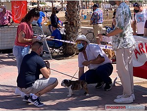 Gran participación en el IX Concurso Canino celebrado en Puerto de Mazarrón