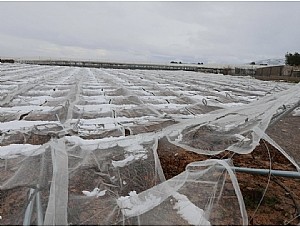 Agricultura remite el Ministerio el informe de daños en los cultivos por incidencias climatológicas adversas del pasado año