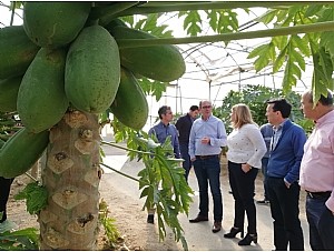 Mazarrón alberga la sede de la empresa líder de producción de papayas a nivel europeo