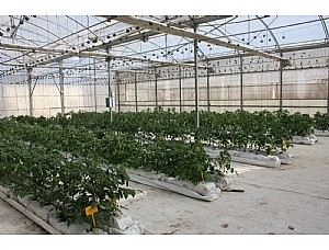Agricultura analiza el comportamiento de diversos tipos de tomate en cultivo hidropónico sobre fibra de coco en invernadero 