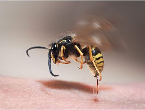 Las reacciones alérgicas graves por picaduras de avispas y abejas aumentan en los últimos años