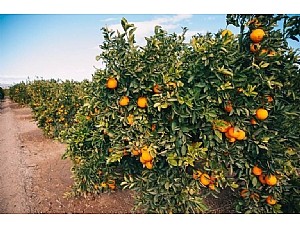 La Región de Murcia es la tercera comunidad autónoma en la producción de mandarina