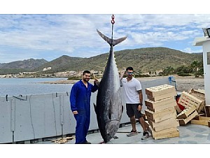 Capturado un atún rojo de más de 300 kg en la almadraba de La Azohía