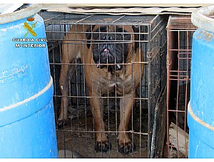 Investigan al propietario de un criadero de perros de Mazarrón por delito de maltrato animal