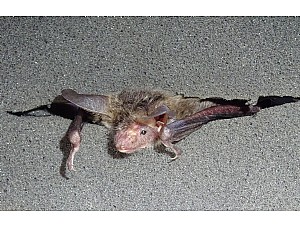 ANSE detecta nuevas especies de murciélagos en la Región de Murcia