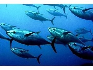El Gobierno prohíbe la pesca de atún rojo en las modalidades recreativa y deportiva tras alcanzar ya su cupo atribuido