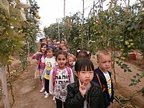Los alumnos/as de 4 años de infantil del CEIP FRANCISCO CAPARRÓS han visitado un invernadero de tomates en Mazarrón - Foto 3