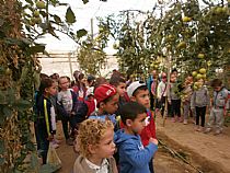 Los alumnos/as de 4 años de infantil del CEIP FRANCISCO CAPARRÓS han visitado un invernadero de tomates en Mazarrón - Foto 4