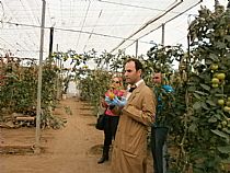 Los alumnos/as de 4 años de infantil del CEIP FRANCISCO CAPARRÓS han visitado un invernadero de tomates en Mazarrón - Foto 5