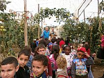 Los alumnos/as de 4 años de infantil del CEIP FRANCISCO CAPARRÓS han visitado un invernadero de tomates en Mazarrón - Foto 11