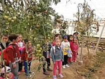 Los alumnos/as de 4 años de infantil del CEIP FRANCISCO CAPARRÓS han visitado un invernadero de tomates en Mazarrón - Foto 8