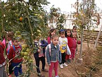 Los alumnos/as de 4 años de infantil del CEIP FRANCISCO CAPARRÓS han visitado un invernadero de tomates en Mazarrón - Foto 9