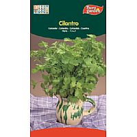 Producto: CILANTRO