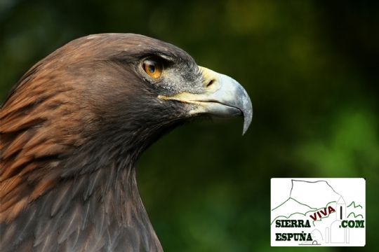 video de Felix Rodriguez de la Fuente sobre el aguila real parte 2 especie de Sierra Espuña