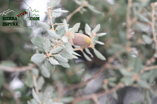 Biología de Sierra Espuña