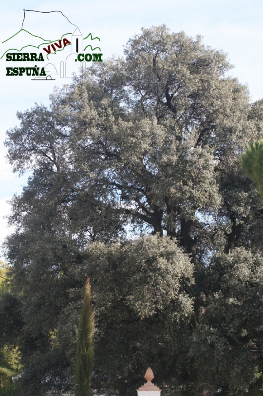 Árboles Singulares de Sierra Espuña