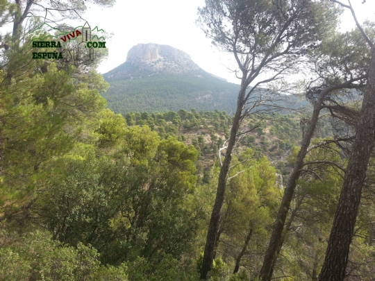 Bosques y Matorrales