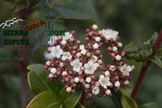 Reportaje de Flora de Sierra Espuña: Durillo, Romero y Arrayan