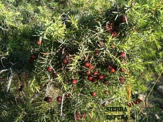 nueva senda pequeña ruta botánica por el caño de las Alquerías (Sierra Espuña )