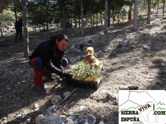 Nueva senda alrededor del Morrón de Espuña en el día del árbol (Sierra Espuña)