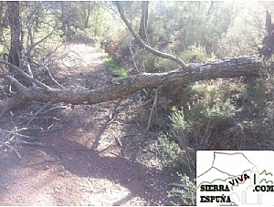 Nueva SENDA DE BICI DE MONTAÑA MORTI ALGARROBOS MORRÓN LARGO (SIERRA ESPUÑA