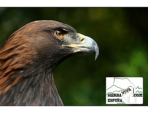 video de Felix Rodriguez de la Fuente sobre el aguila real parte 2 especie de Sierra Espuña