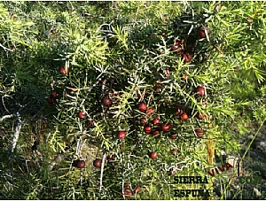 nueva senda pequeña ruta botánica por el caño de las Alquerías (Sierra Espuña )