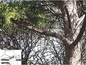 Nuevo video de ardillas en Sierra Espuña