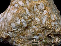 Fósiles de Sierra Espuña - Foto 1