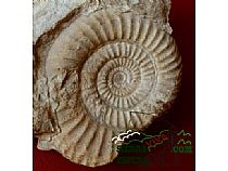 ammonite fosil