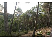 Pinos Donceles - Foto 4