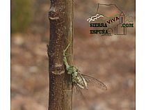 Fauna de Sierra Espuña - Foto 15