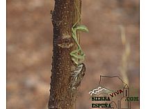 Fauna de Sierra Espuña - Foto 16